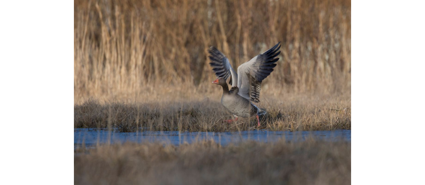 Veekogu ääres on näha pruun taimestik ja tiibu lehvitav hallhani