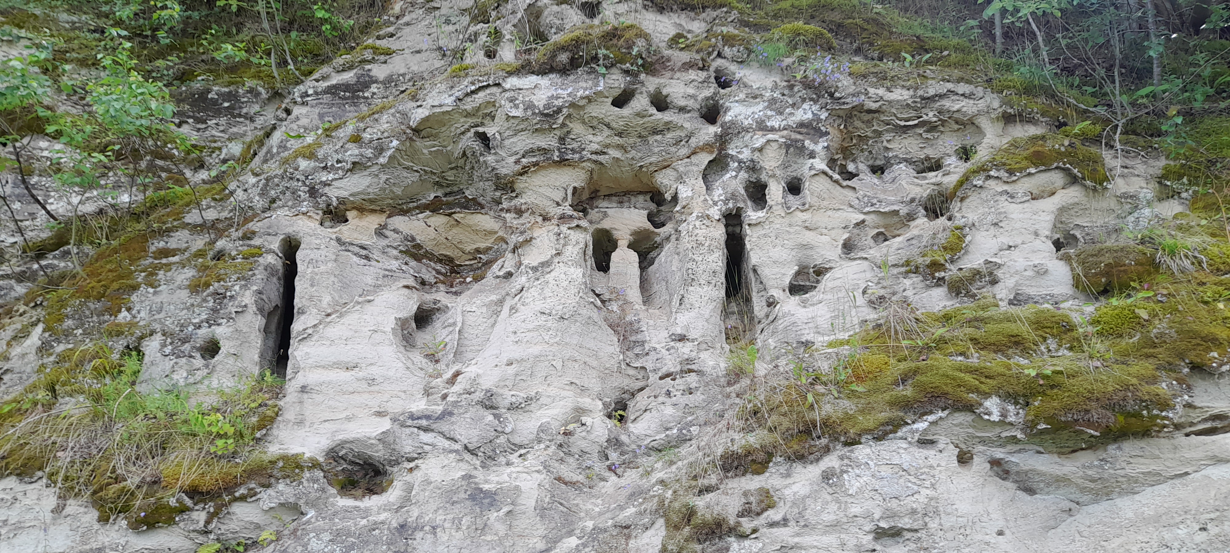 Kaldapääsukese pesad