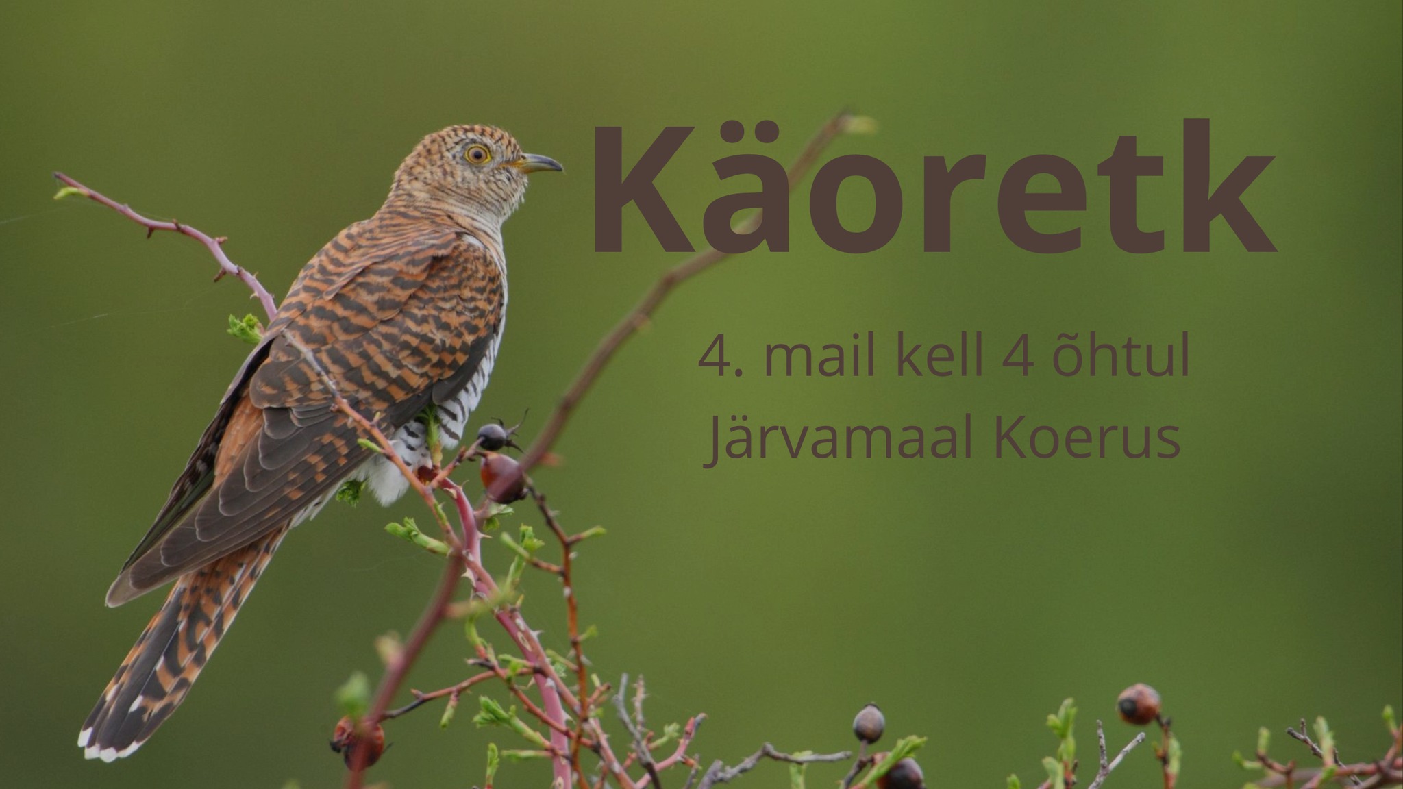 Foto pruuni värvi käost, kes istub oksal.