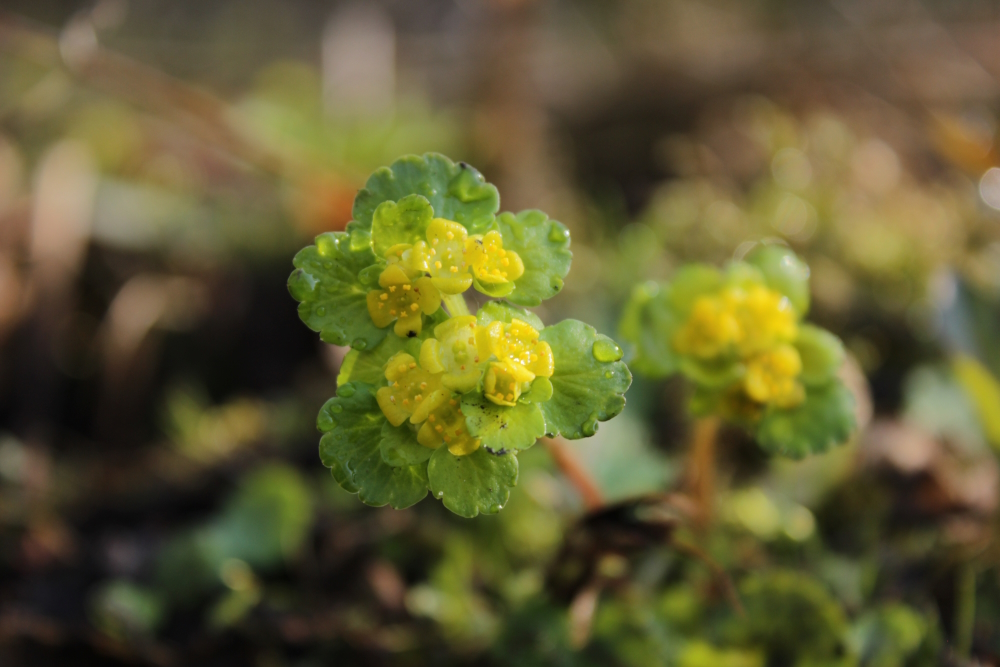 Varakevadel õitsev kollakasroheline lepiklill