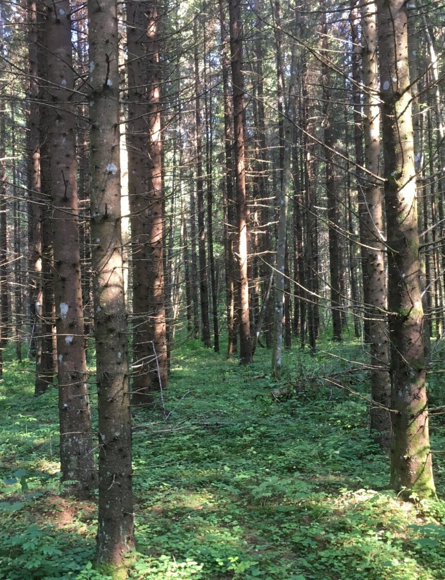 Tutvumine talumetsaga Lääne-Virumaal