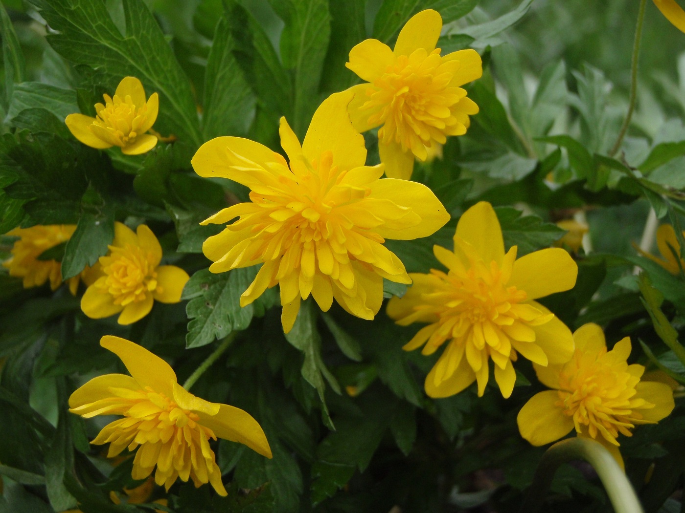 kollaste õitega ülased