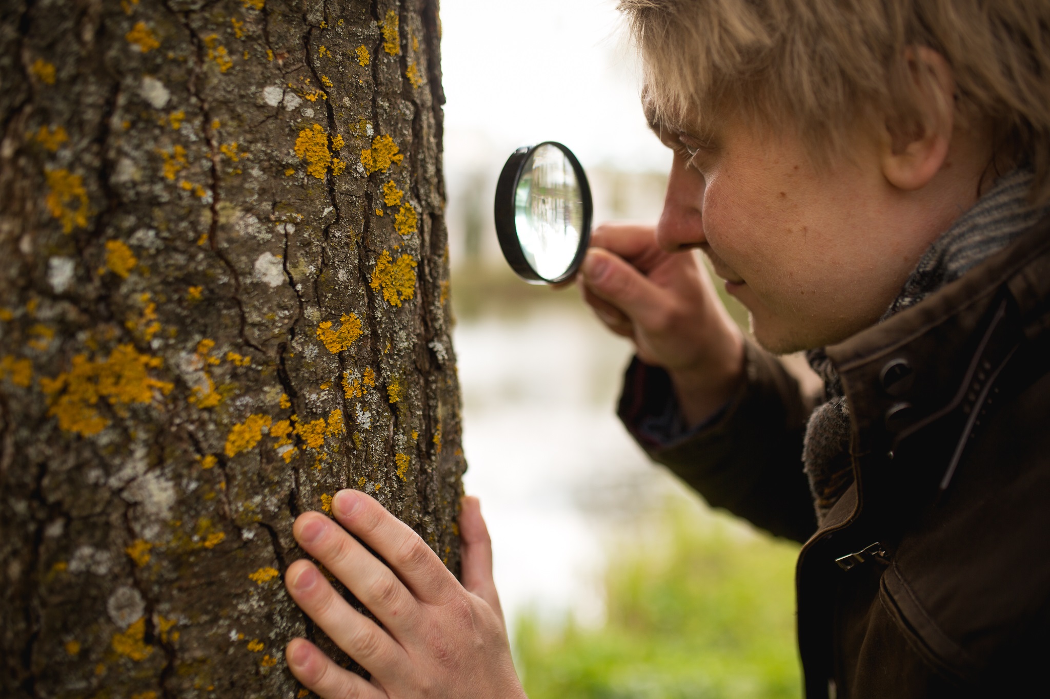 inimene uurib luubiga samblikke puutüvel Foto Märt Kose