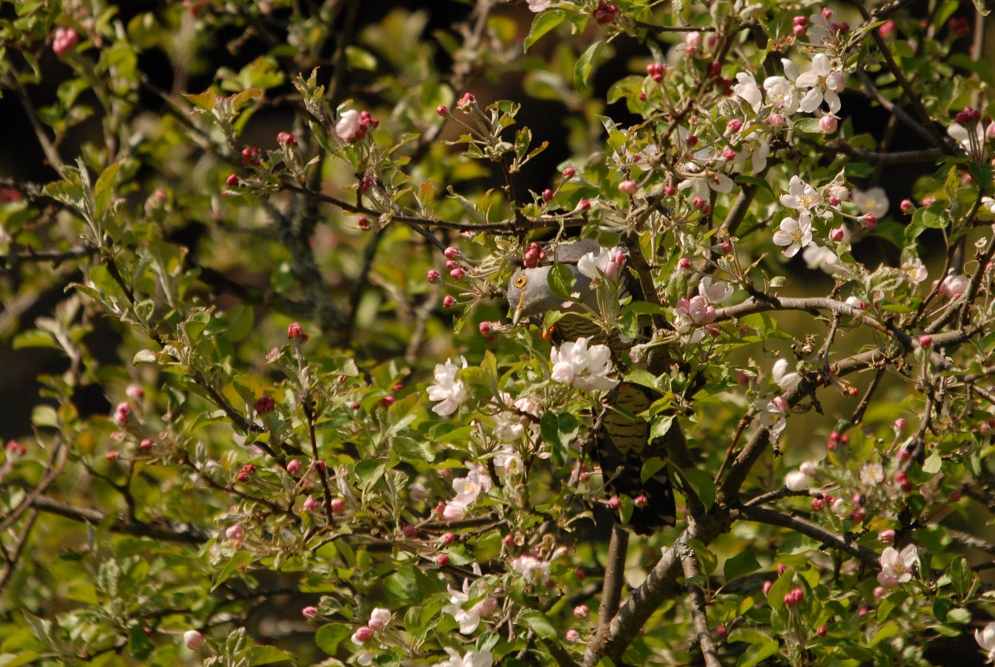 Õitsva õunapuu okste vahel istub ja piilub hall kägu.