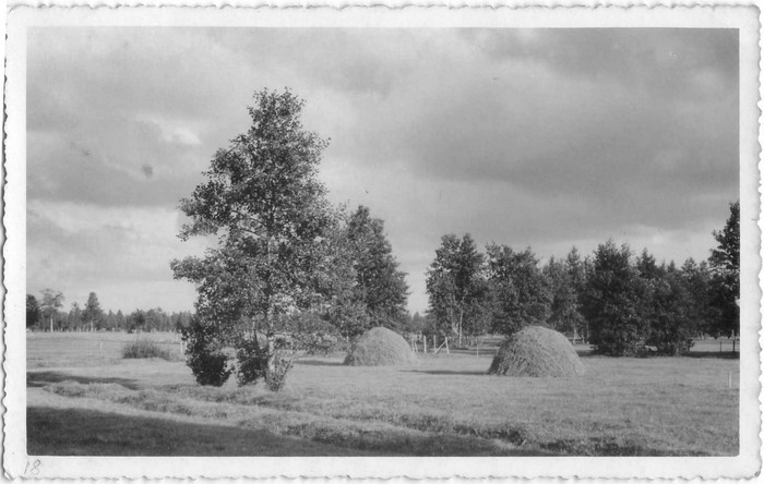 Hiiumaa maastik. Puisniit heinakuhjadega. Hiiumaa Muuseumid SA