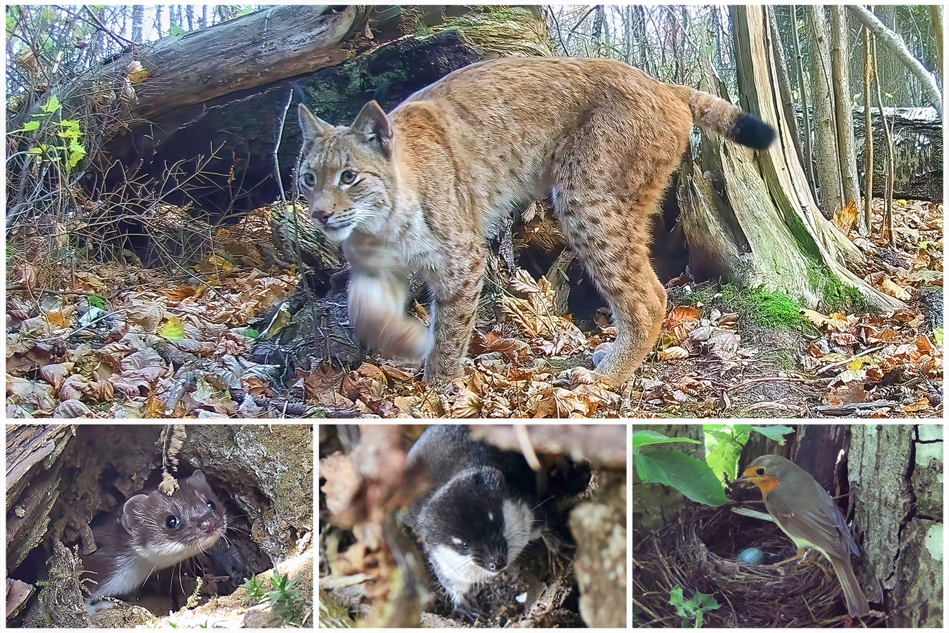 Lugusid loomadest – retk Hinnomäe Sinilillemetsa