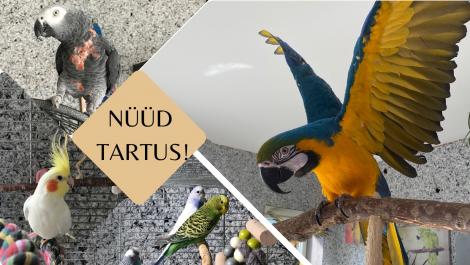 fotokollaaž, millel on neli erinevat pilti papagoidest