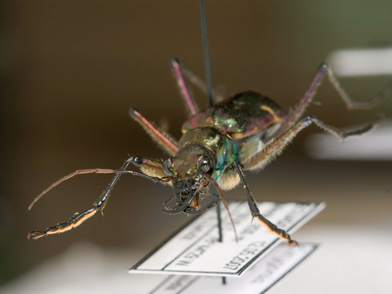 Seened näituselaual