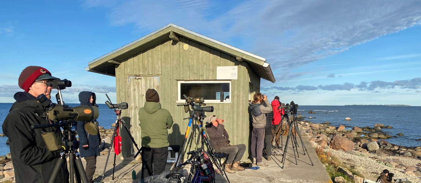 Inimesed vaatlevad meres ääres linde, kasutades binokleid ja vaatlustorusid