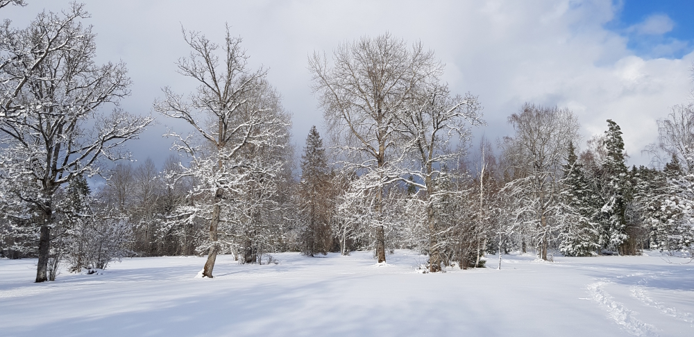 Lumme mattunud puisniit kuus lumiste puudega valgete pilvede ja sinise taeva taustal