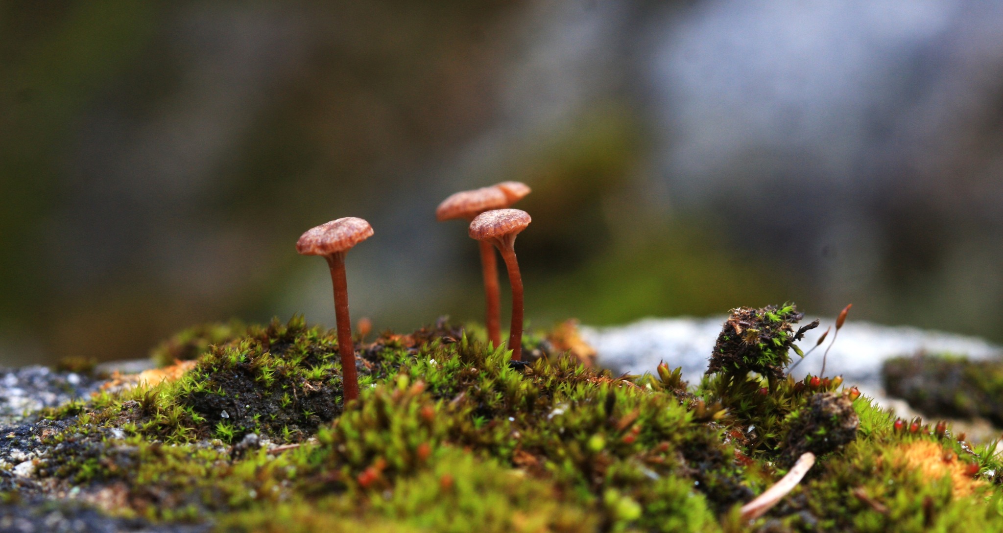 kolm väikest pruuni seent