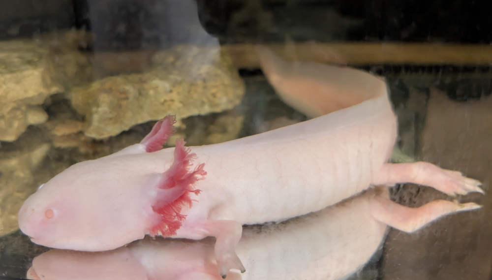 aksolotl ehk mehhiko tömpsuu_PXL