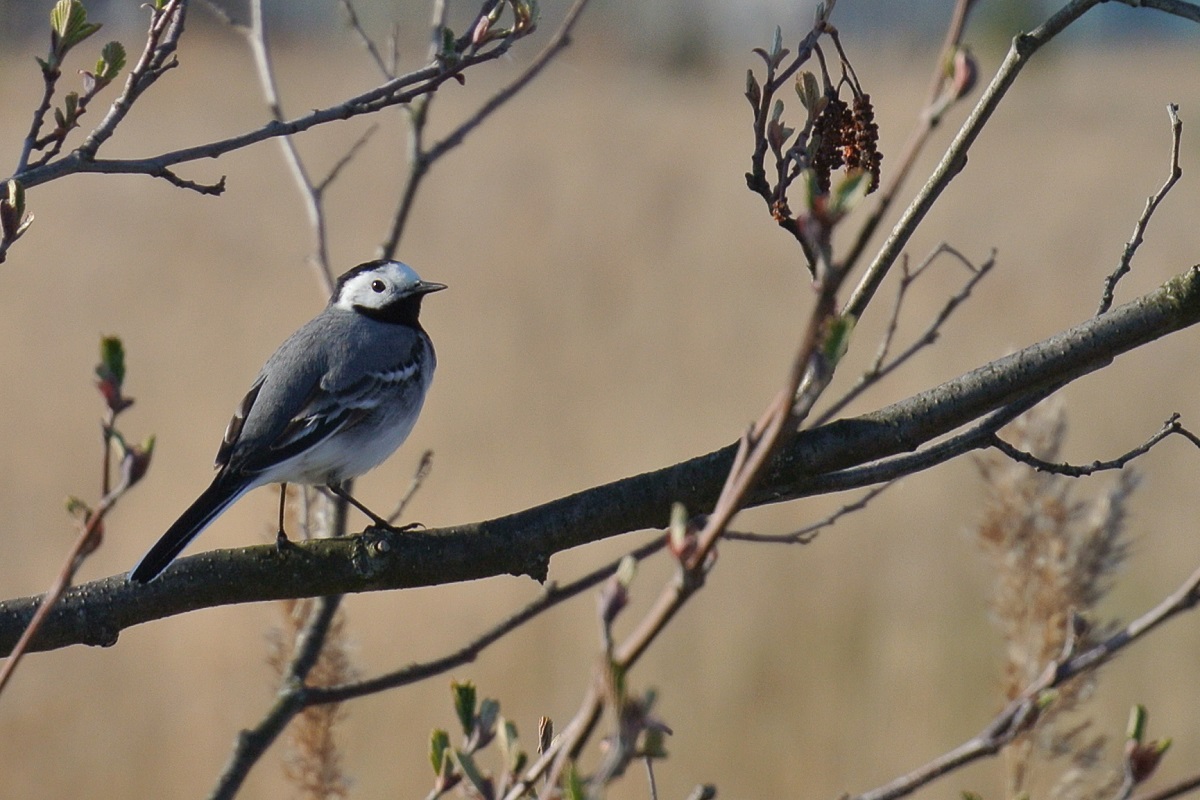 Puuoksal istub linavästrik.