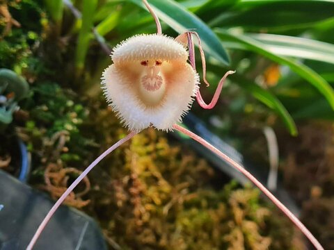 orhideeõis Foto: Katrin Mäeots