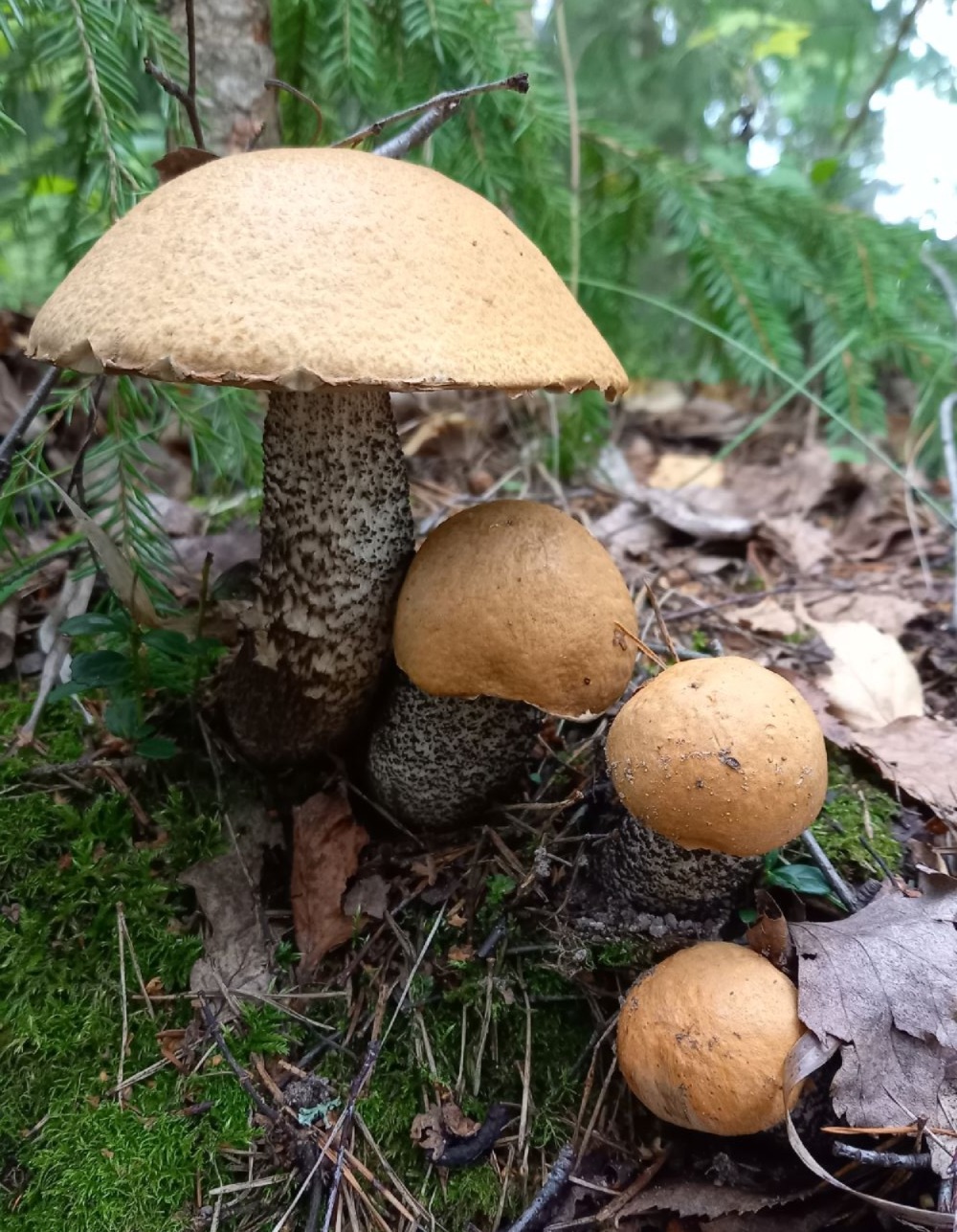 Üks suurem puravik ja paar väiksemat punaka kübara ja valgemustakirju jalaga puravikku kasvavad sambla sees