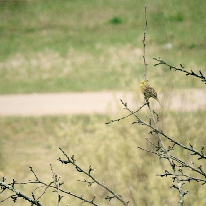 Peagi puhkevate pungadega oksal istub väike kollane osalt pruunikate sulgedega lind