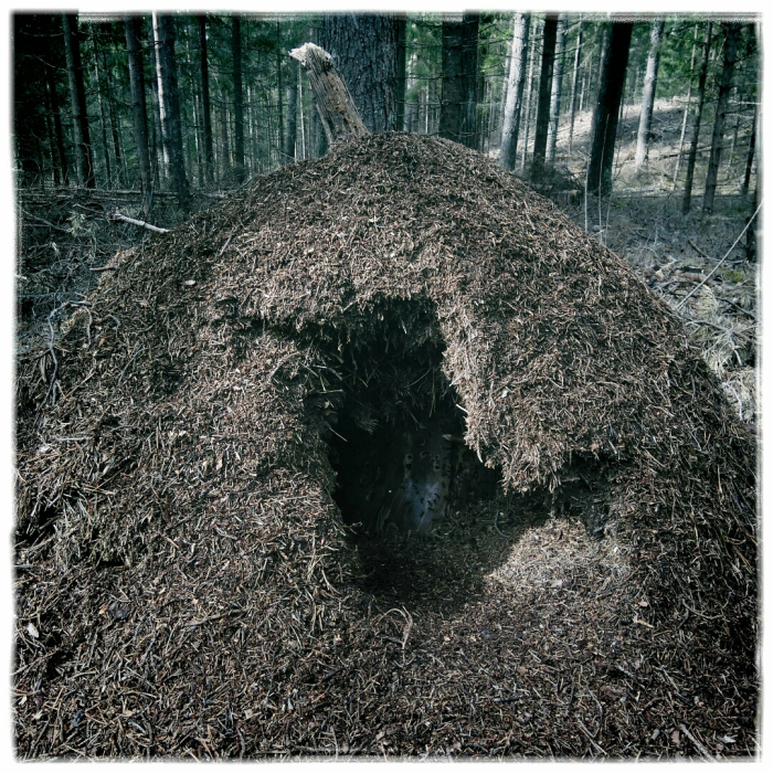 Suurde sipelgapessa on keegi sipelgaid süües teinud linnukujulise augu