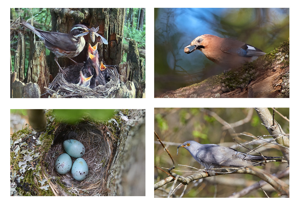 metsalindude viktoriin