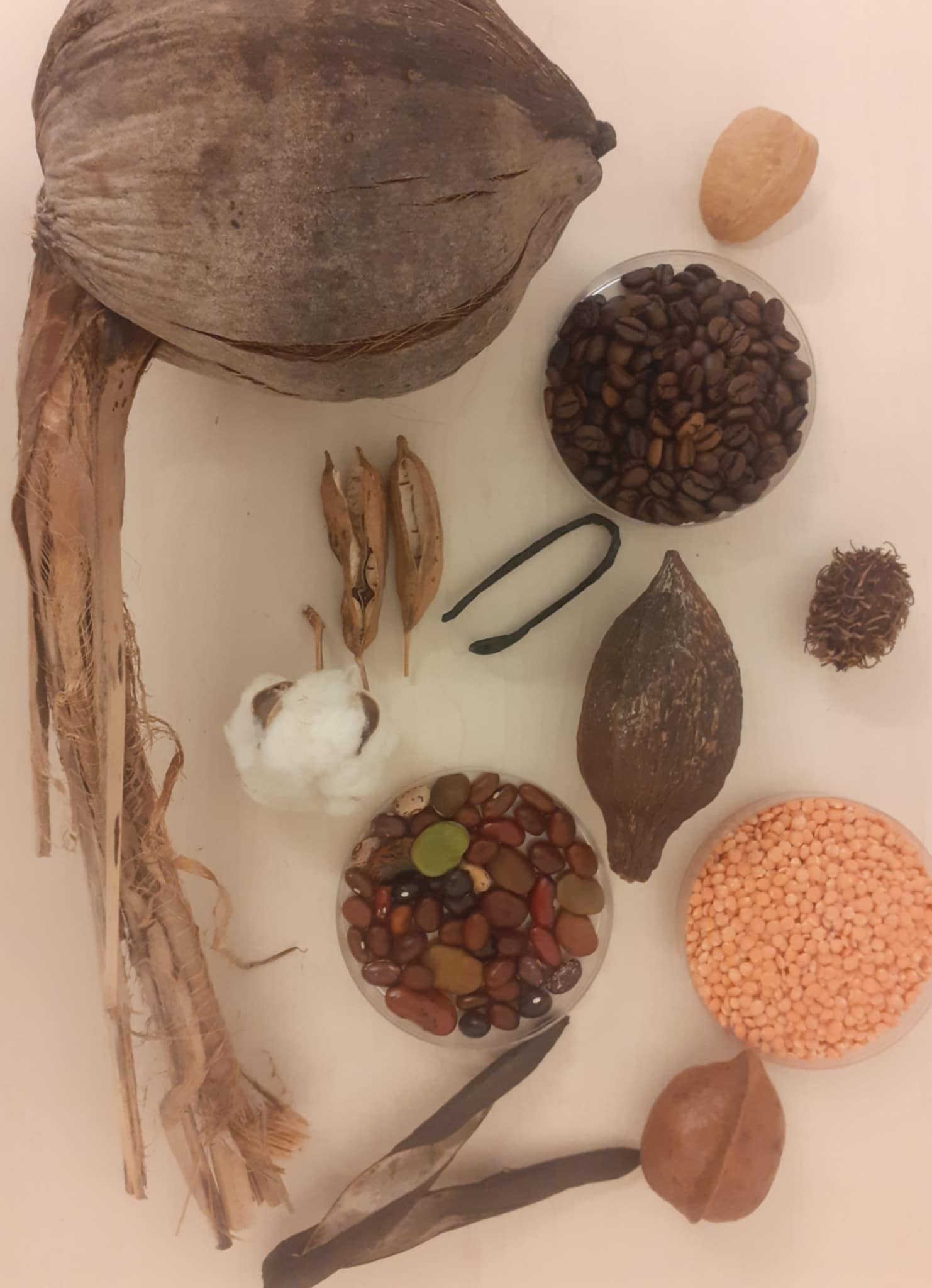 Taimede viljad ja nende levimine