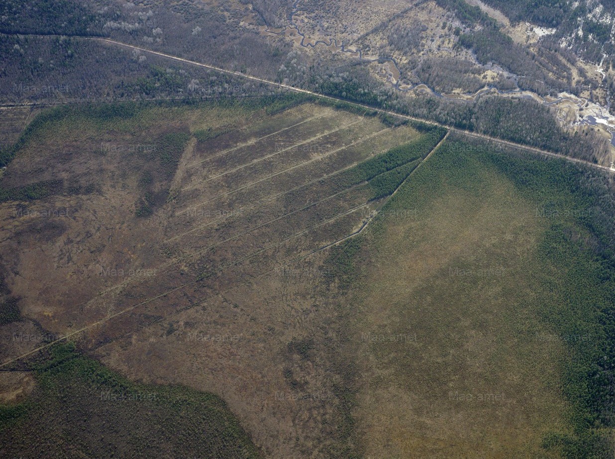 Kuresoo raba taastamisala