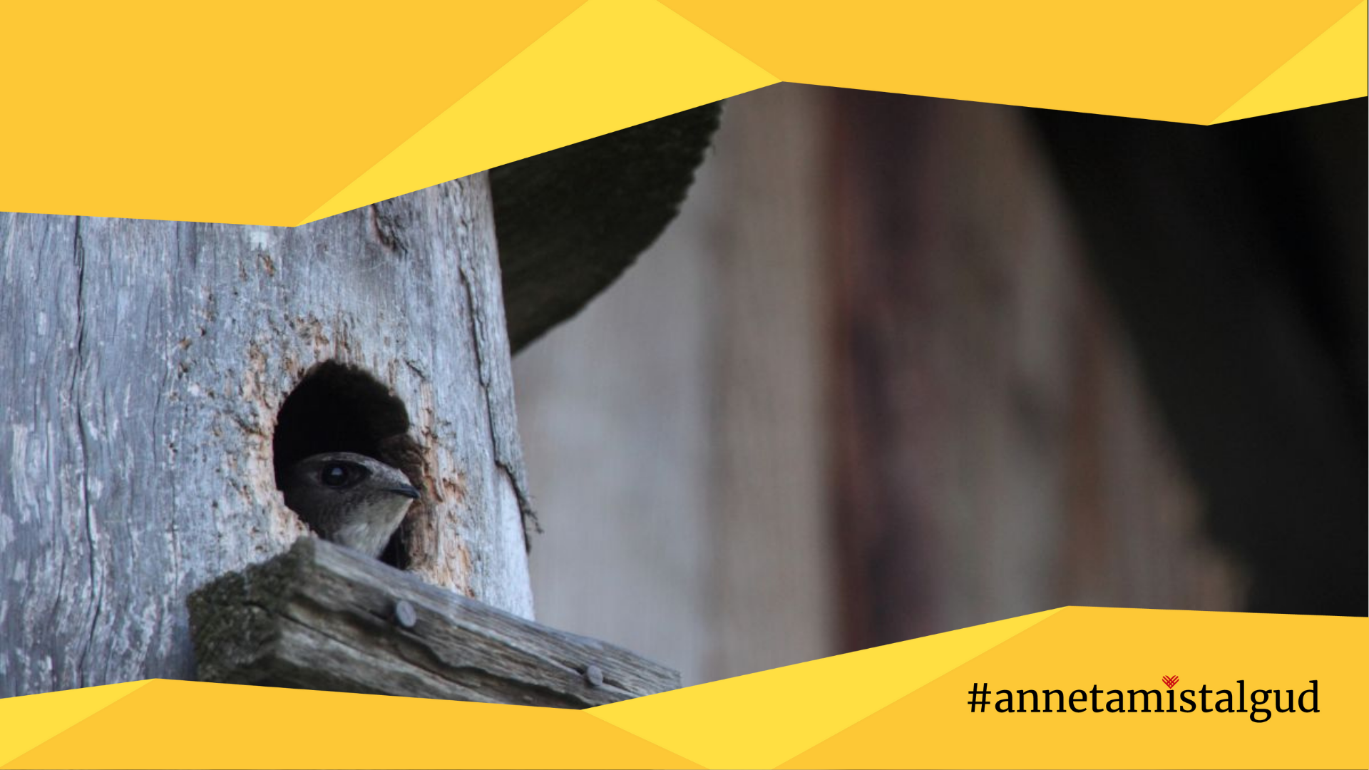 Fotol on pesakastist välja vaatav piiritaja. Fotol on kollane raam, mille paremas allservas on annetamistalgute logo.