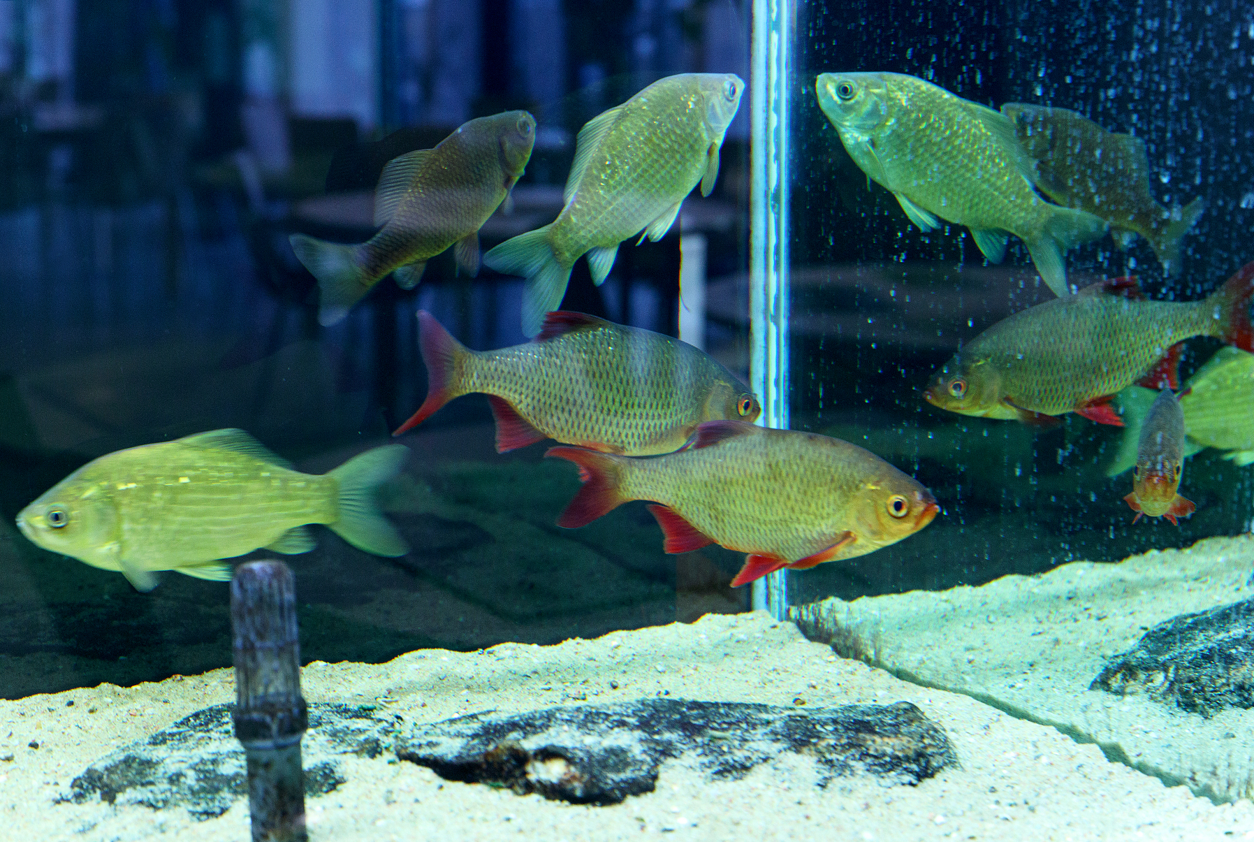 Kala sise- ja välisehitus. Kala prepareerimine