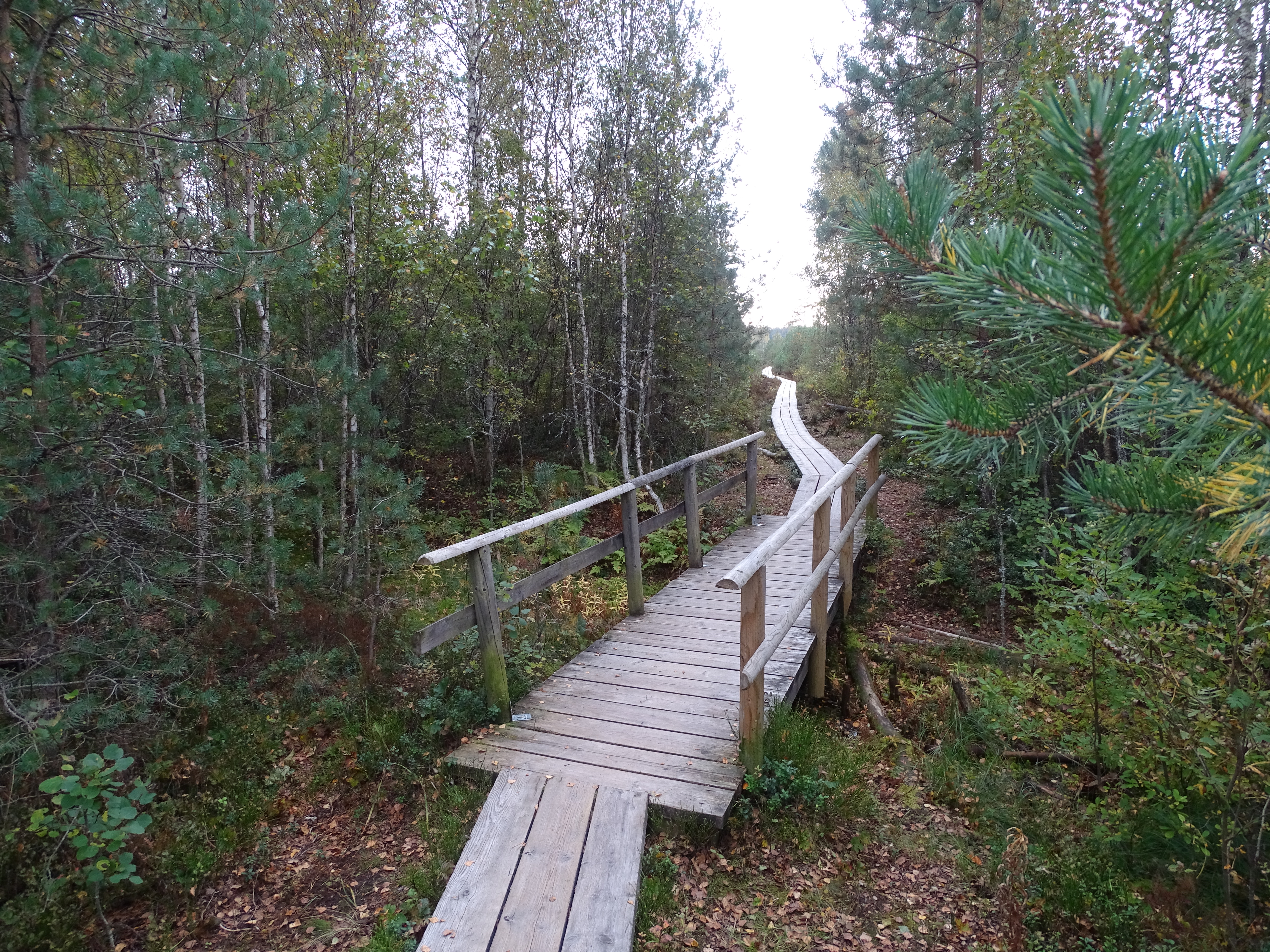 Foto Pääsküla rabast