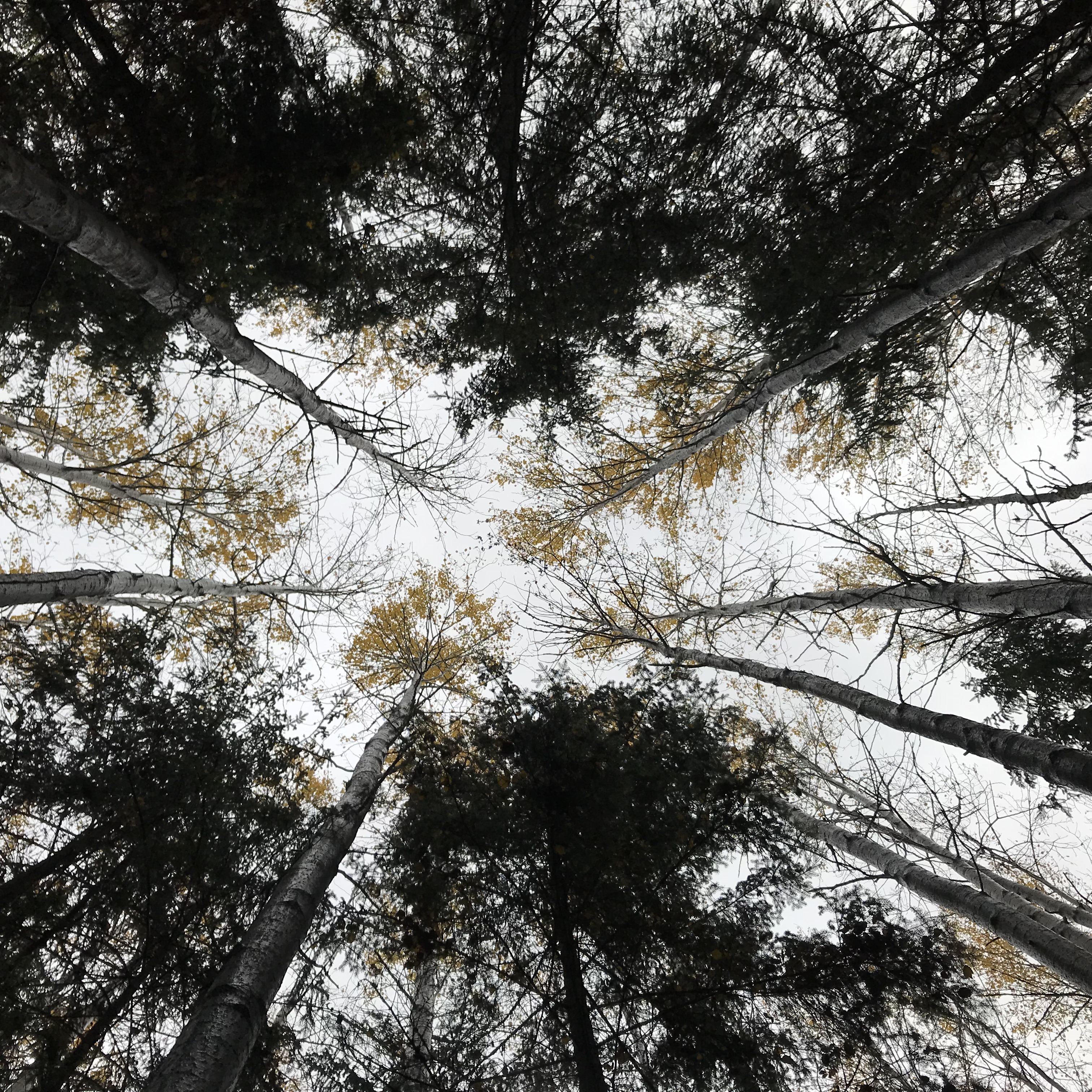 Vaade alt üles puulatvadesse 