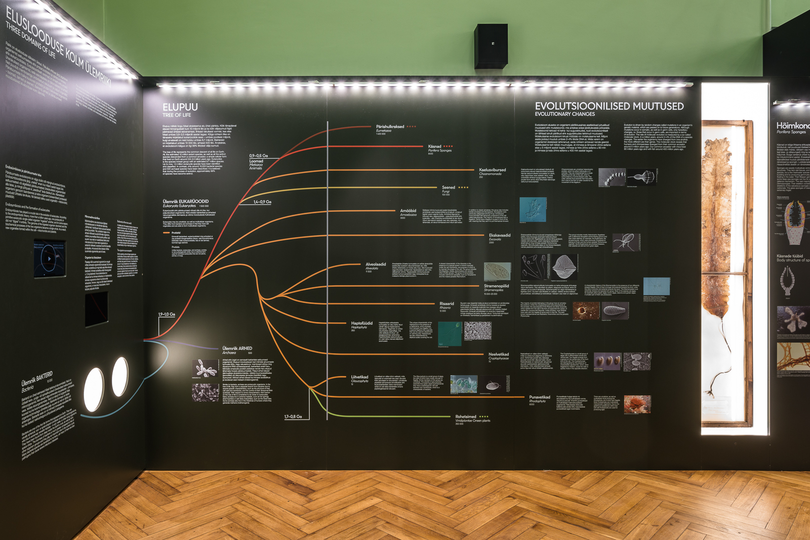 Evolutsioon TÜ loodusmuuseumis
