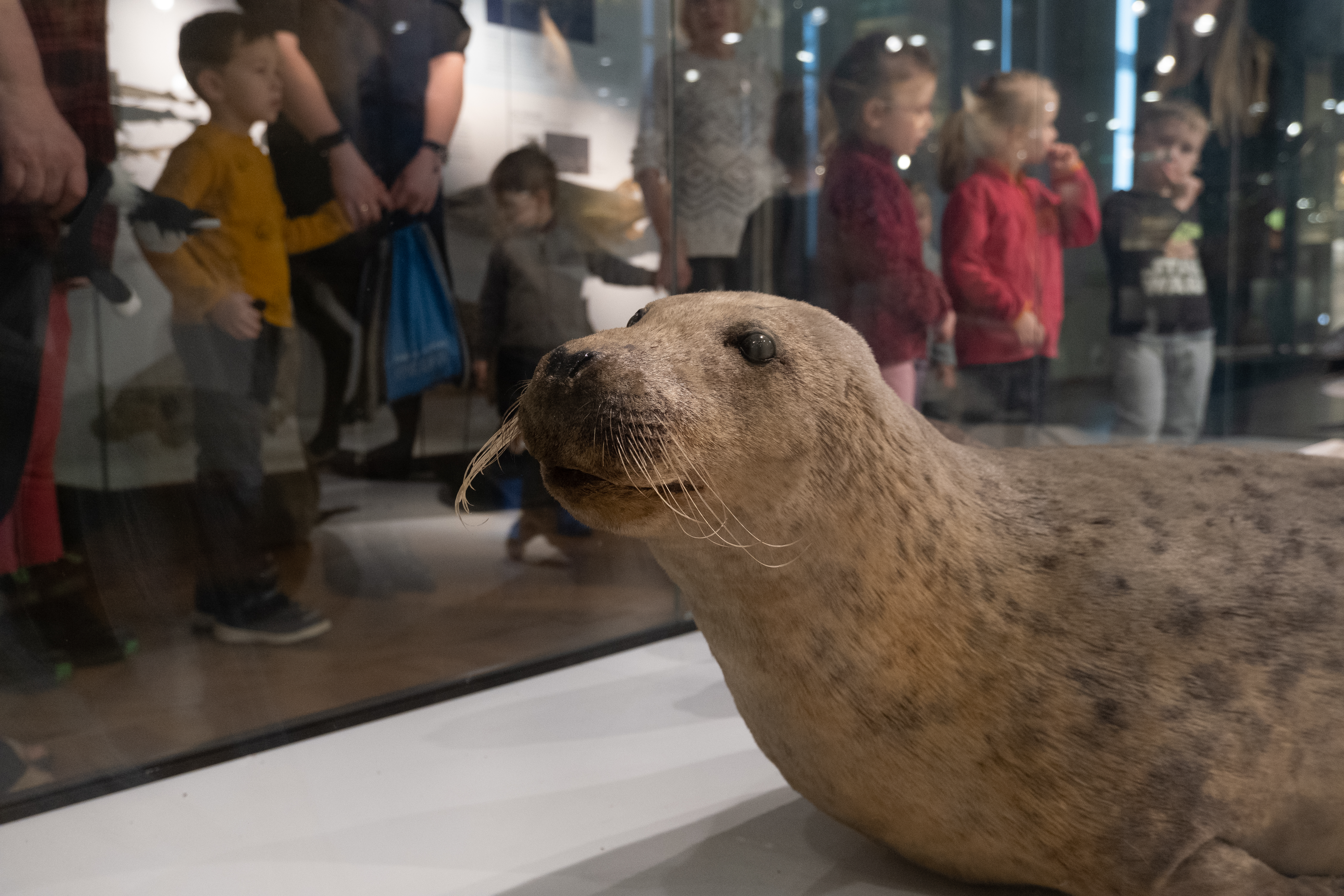 Hülge elu Läänemeres TÜ loodusmuuseumis