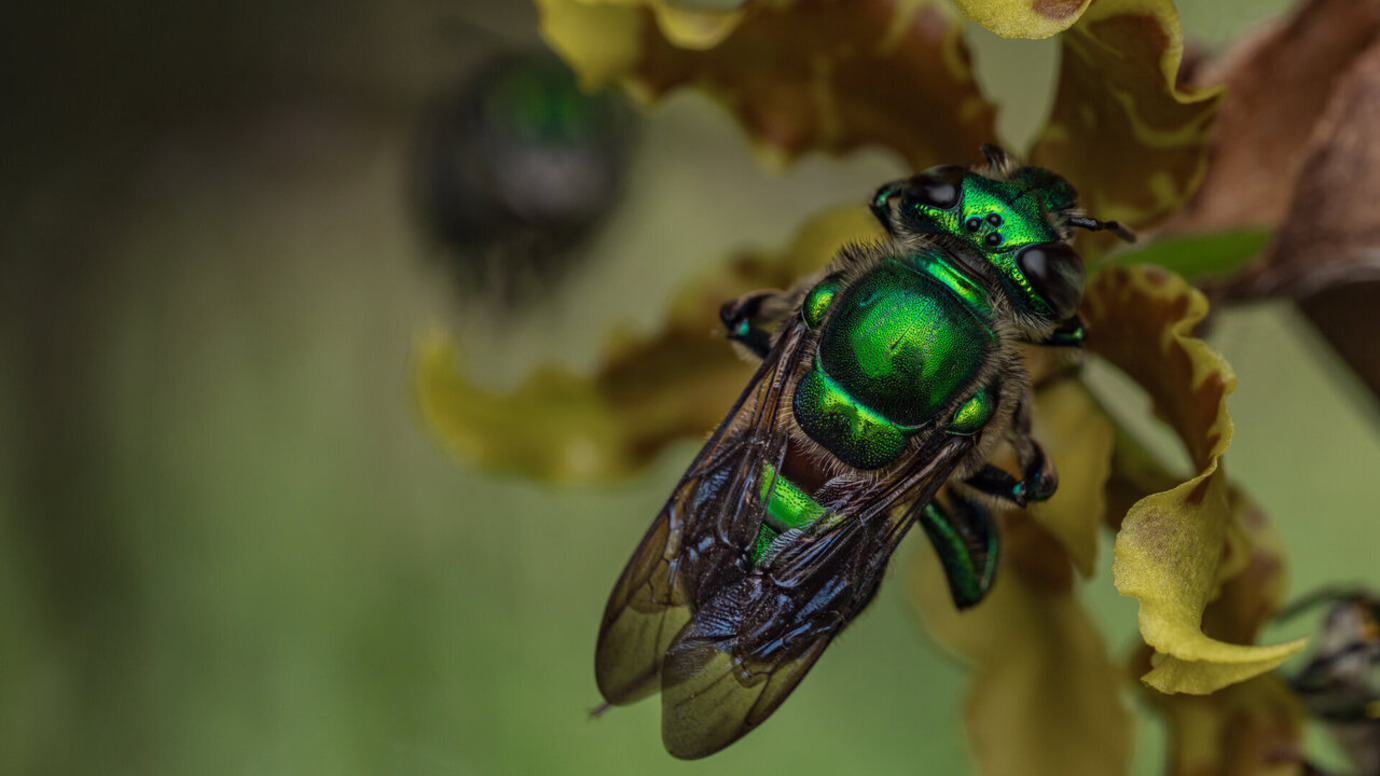 Üritused Tartus - Tartu Ülikooli loodusmuuseum ja botaanikaaed