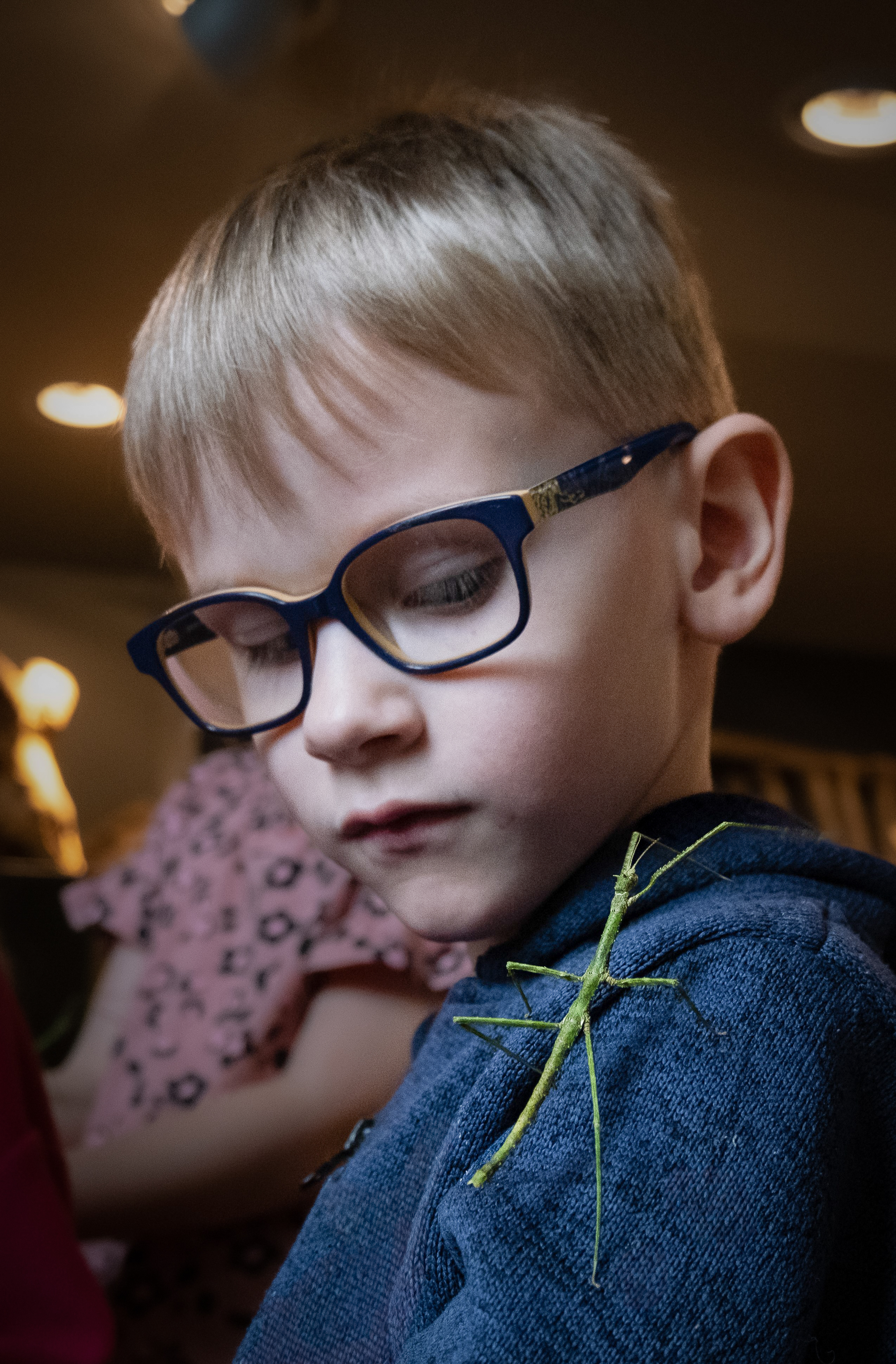 Lemmikloomaprogramm (lasteaed)