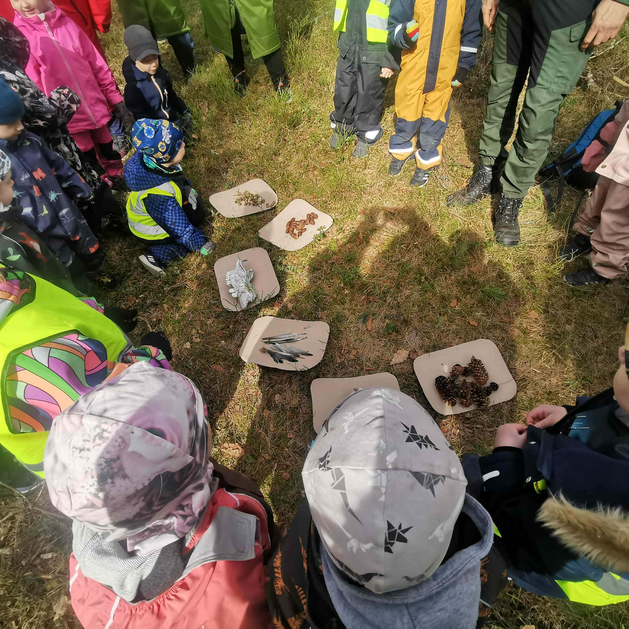 taimede ja loomade seosed metsas lastega