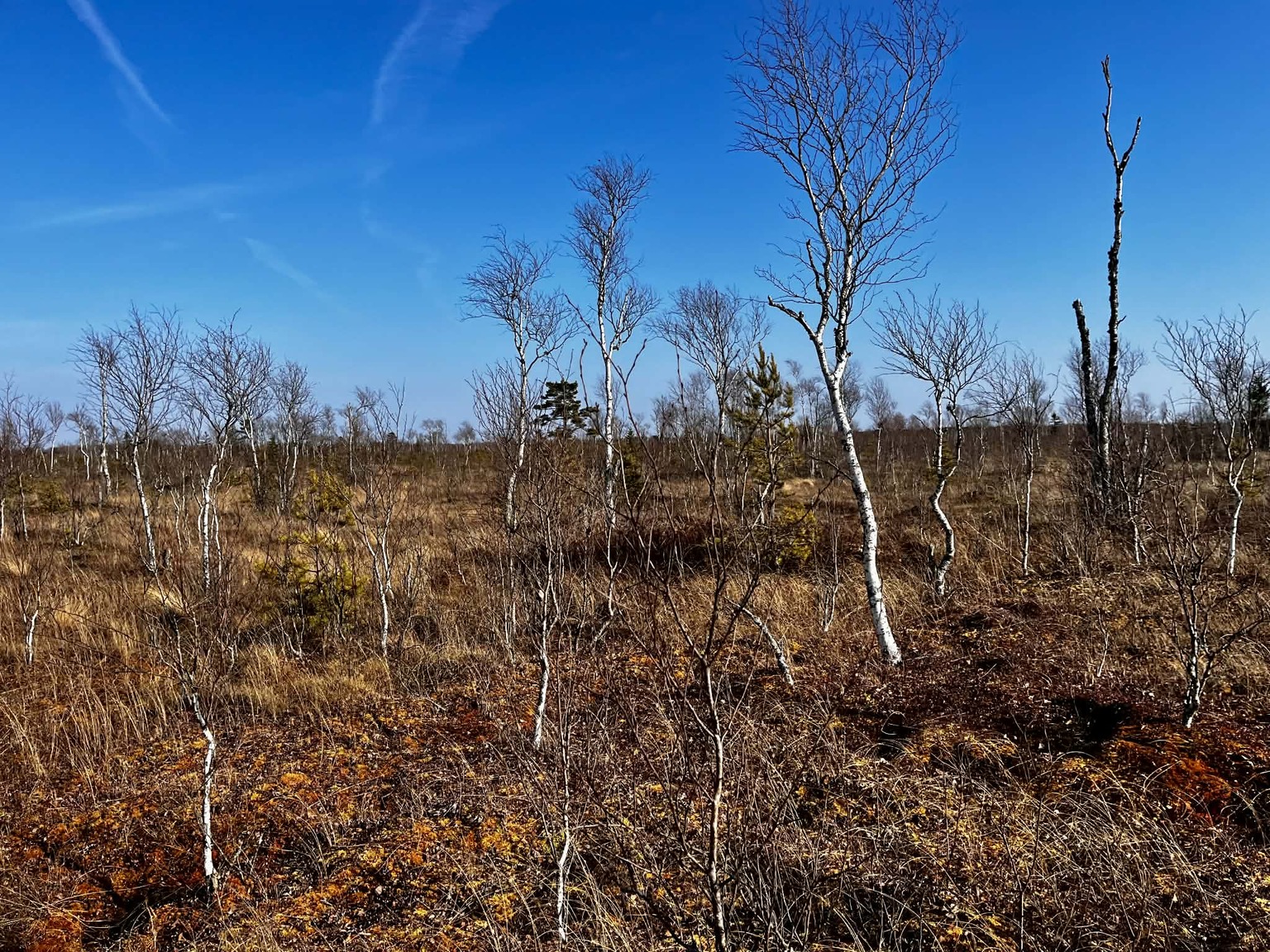 Avaste soo ja astang.