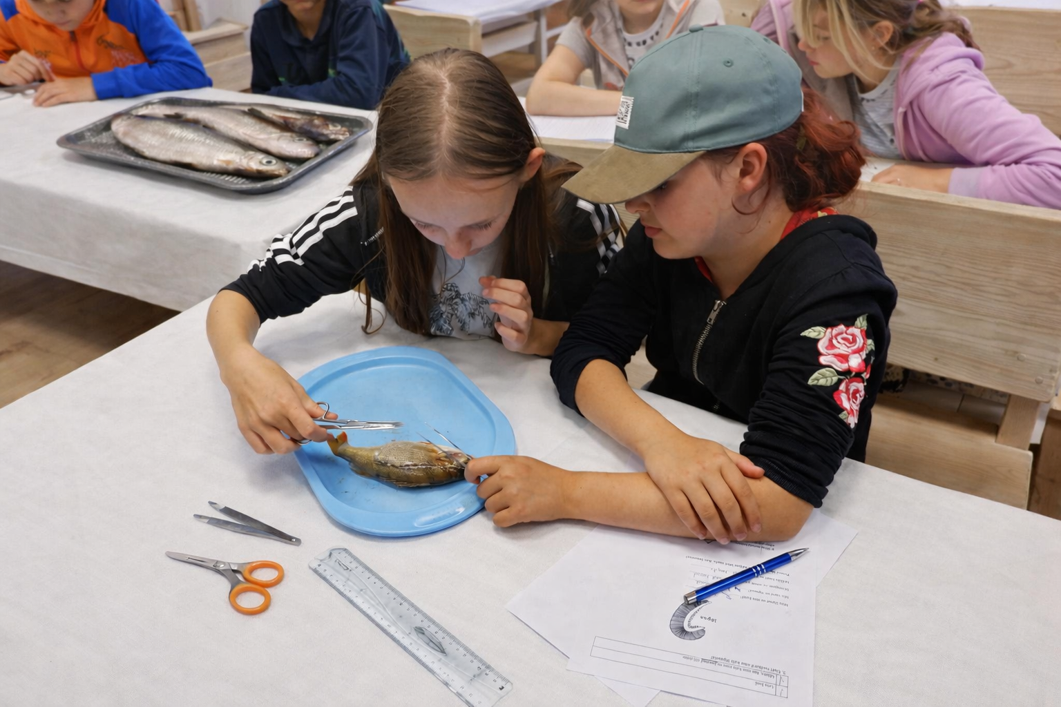 Kalade anatoomia praktikum