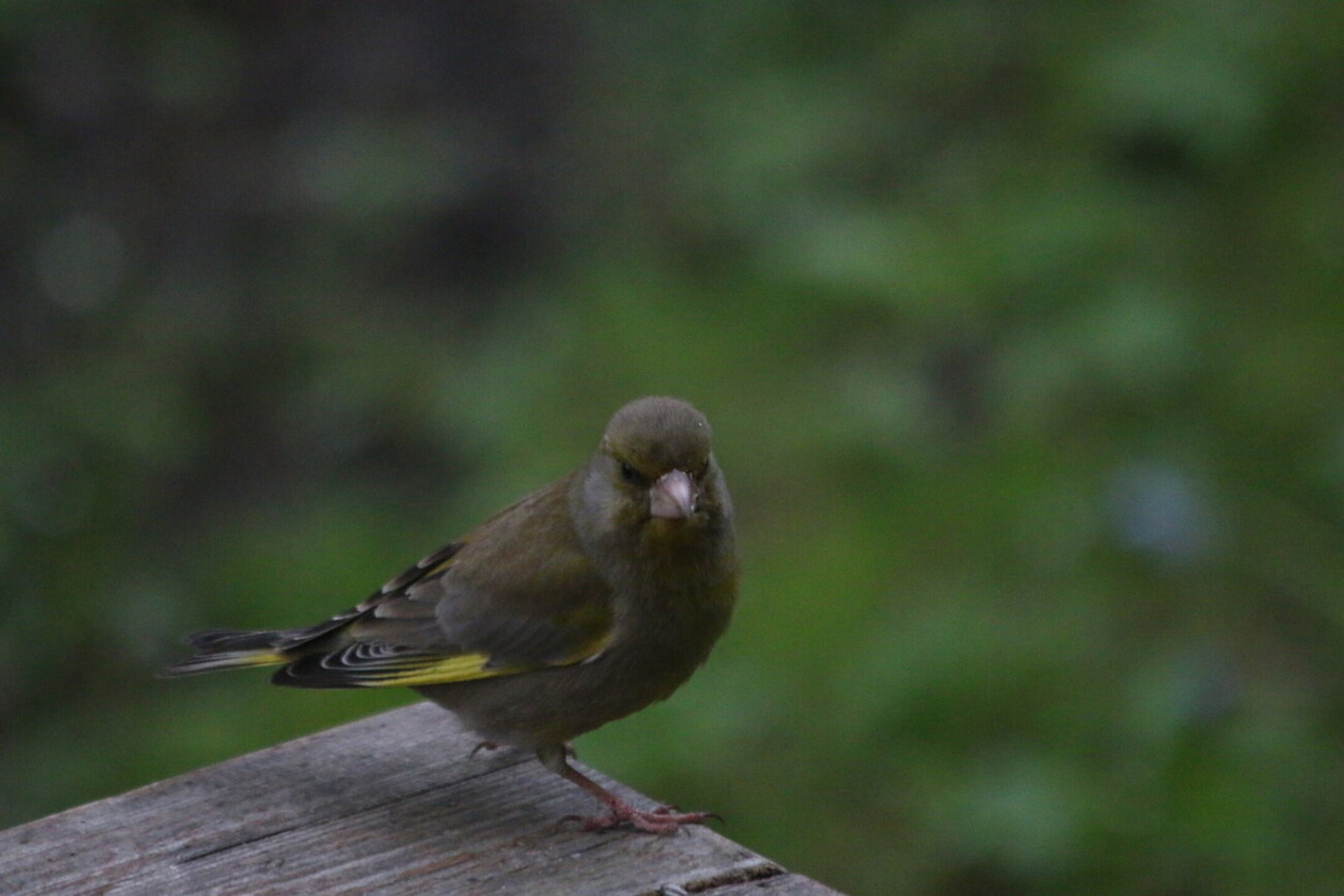 Üritused Tartus - Tartu Ülikooli loodusmuuseum ja botaanikaaed