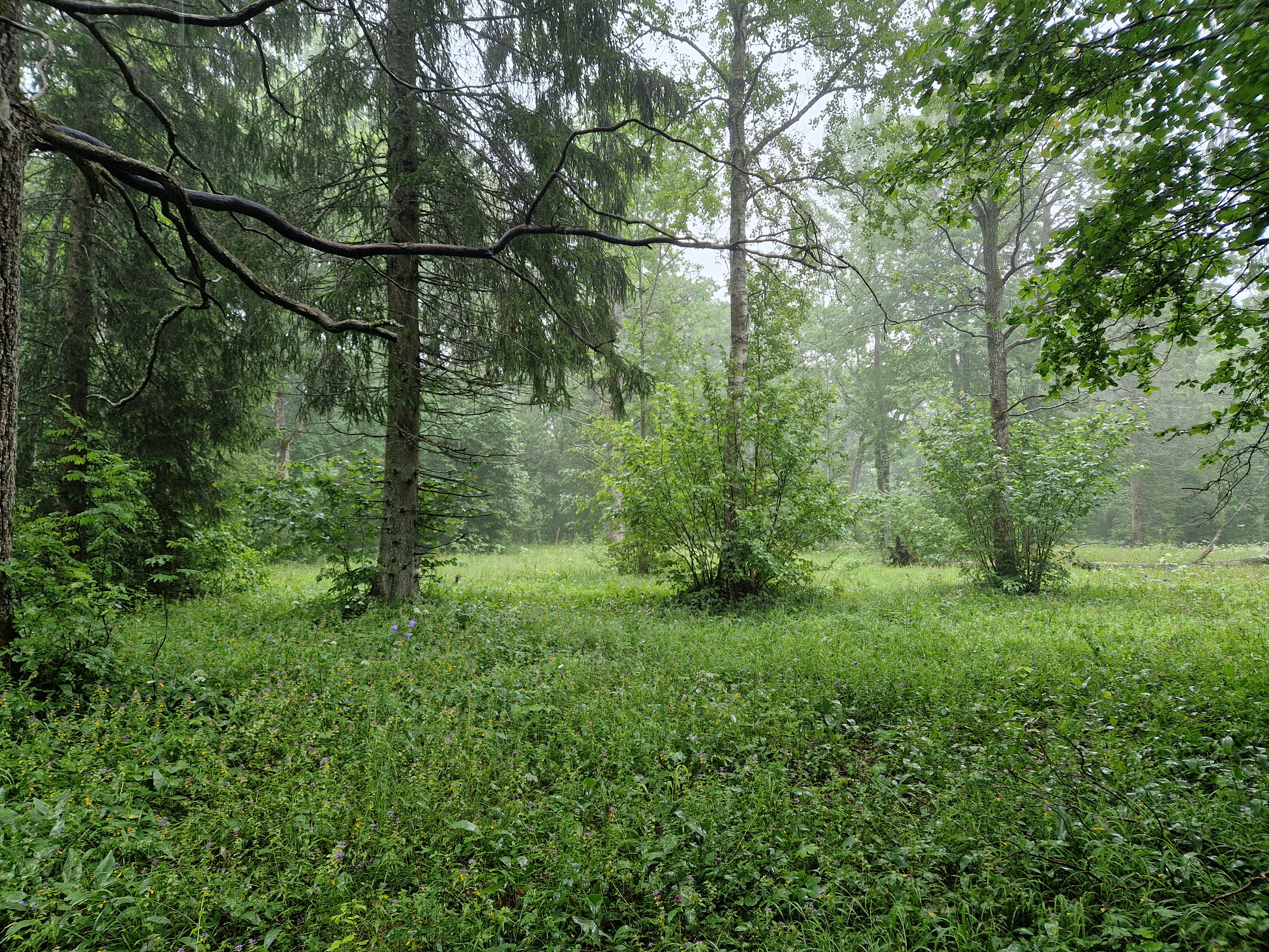 Maidla-Iganõmme hoiuala