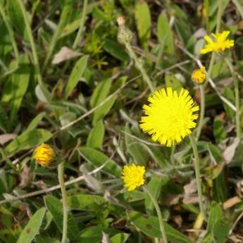 kollane õitsev lill 