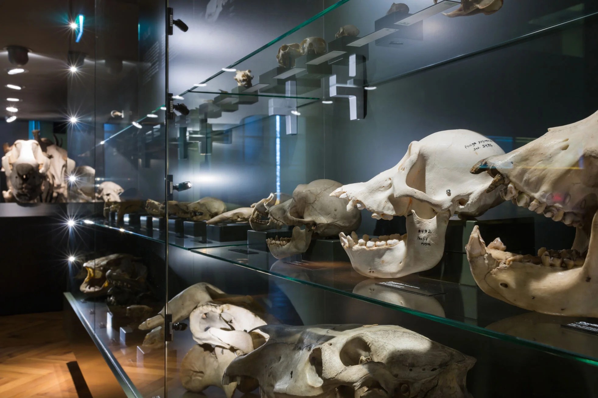 klaasriiulitel on eksponeeritud koljud