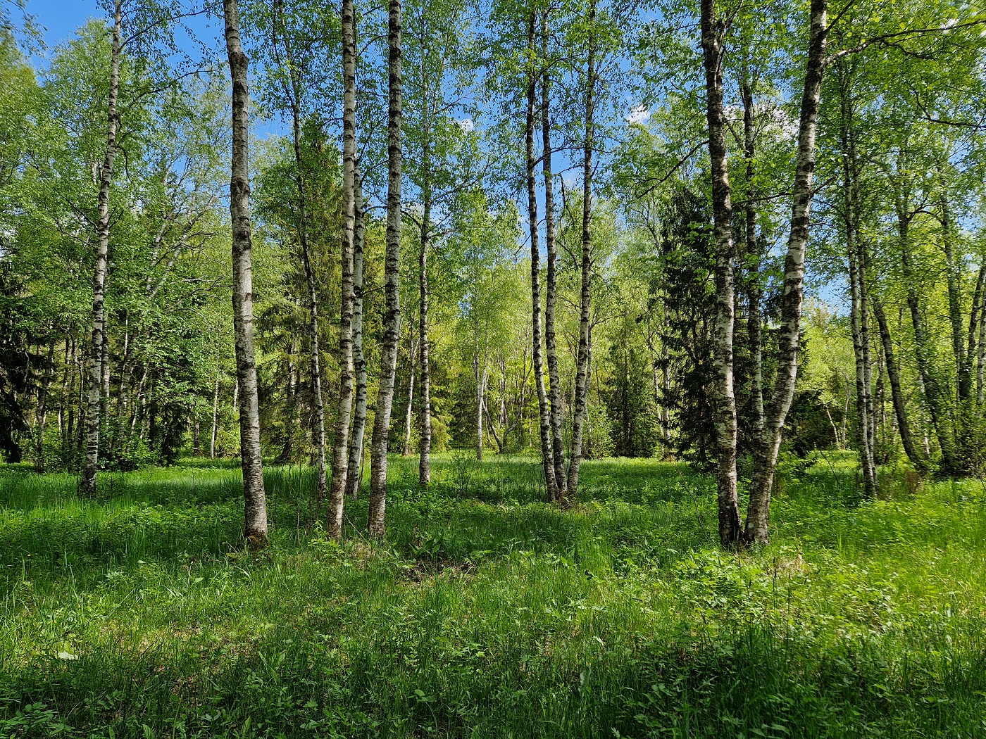 Maidla-Iganõmme hoiuala puisniit 2025. aasta kevadel