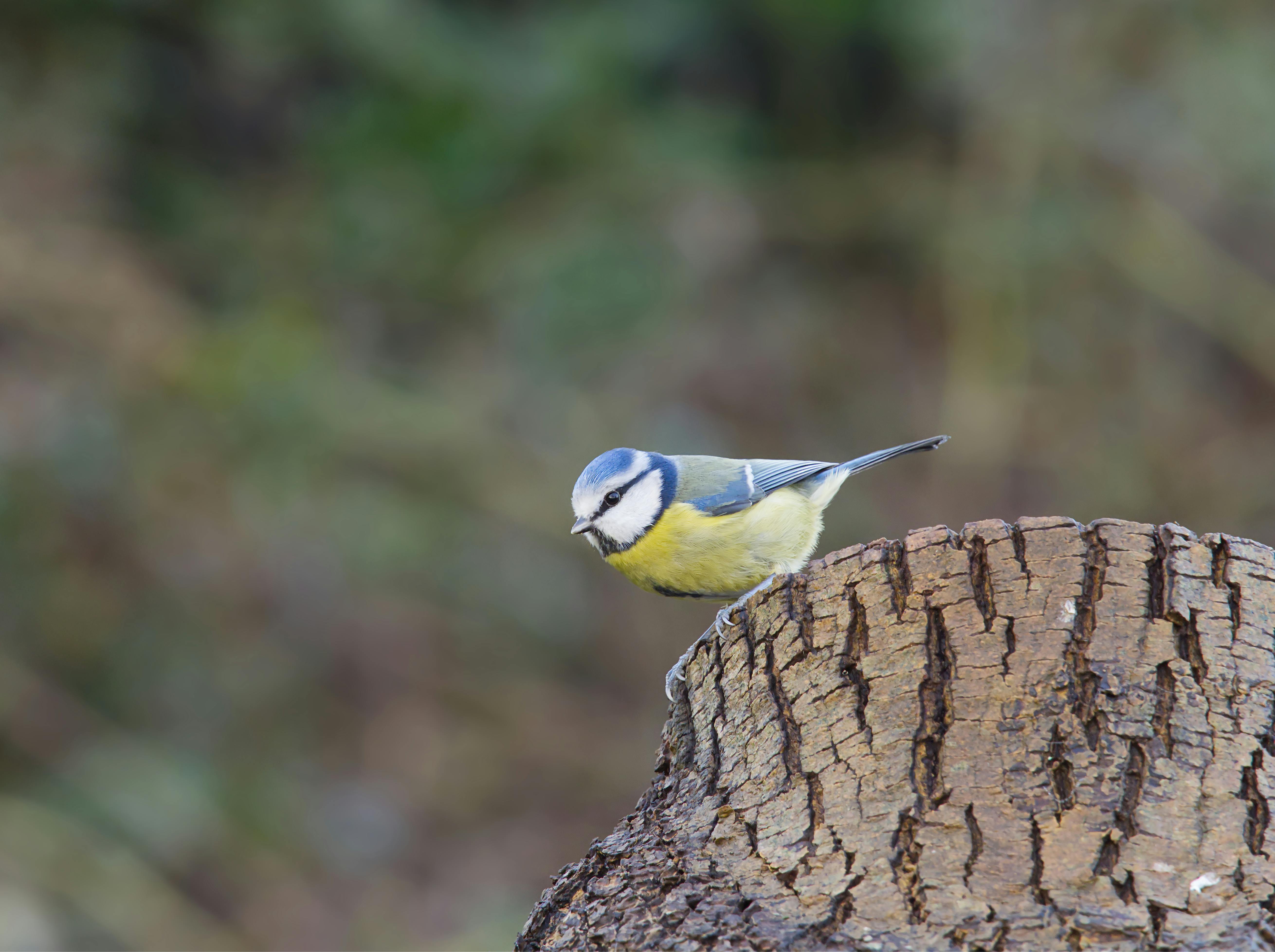 Sinitihane puutüvel