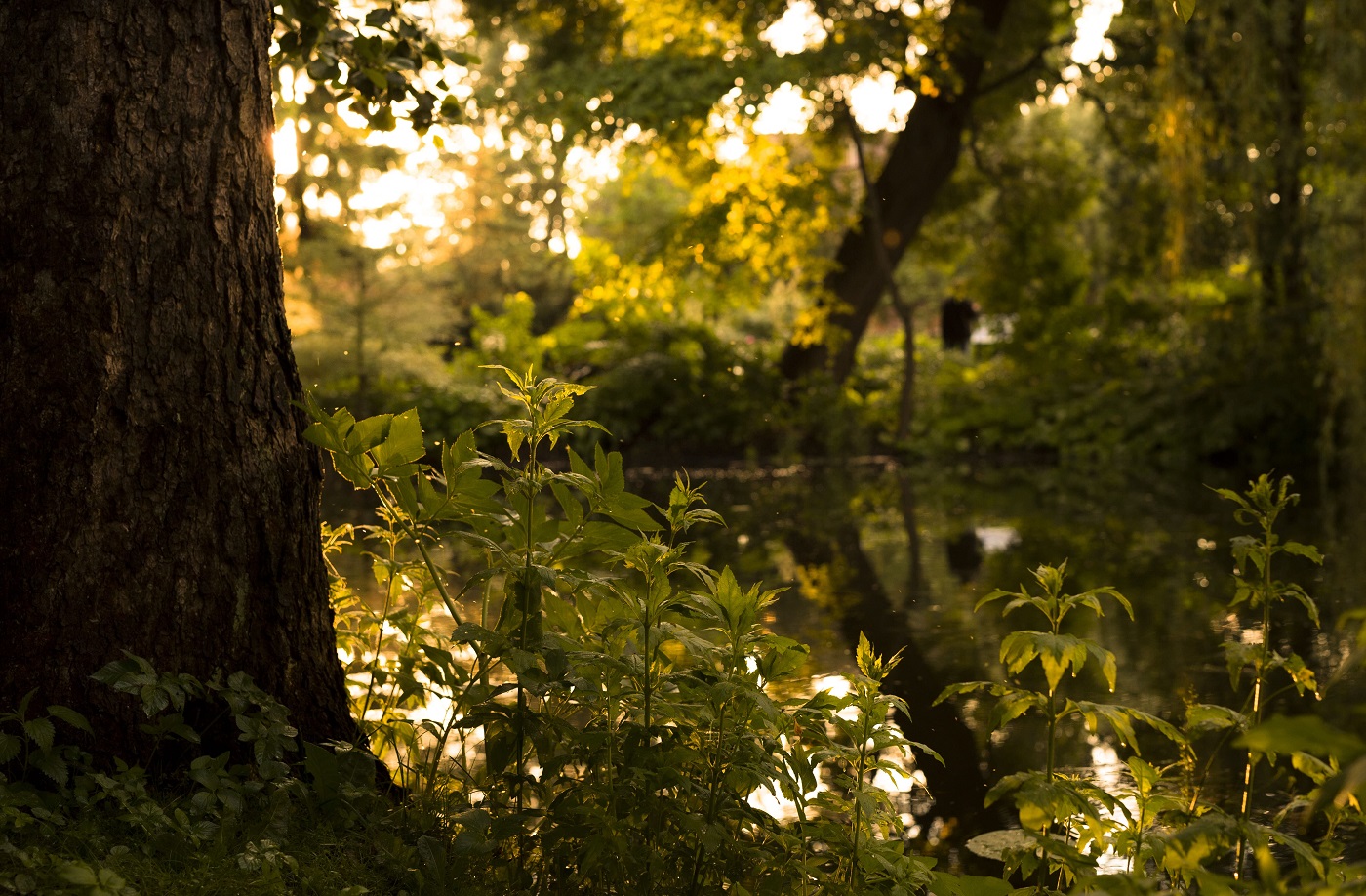 varjuline tiigiäärne