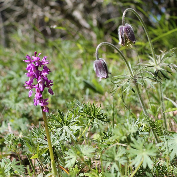 õitsvad niidutaimed