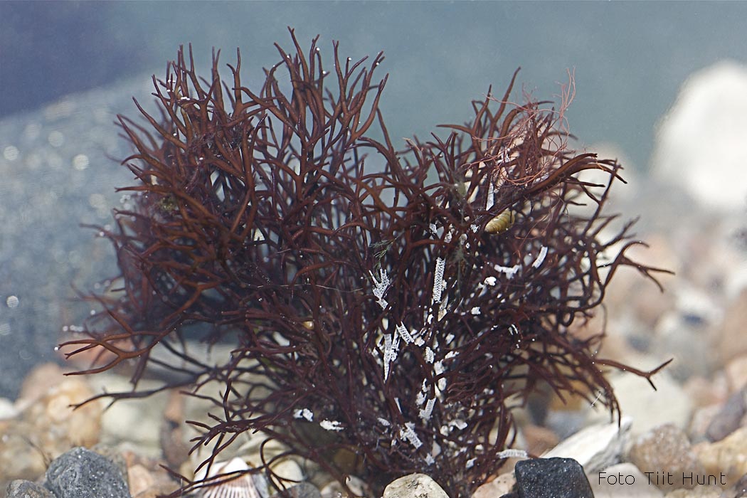 Agarik Foto Tiit Hunt