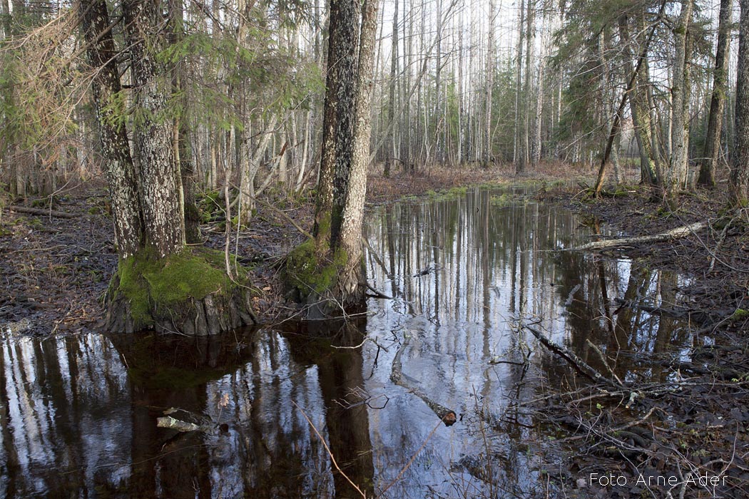 Elurikkuse kaitse Arne Ader