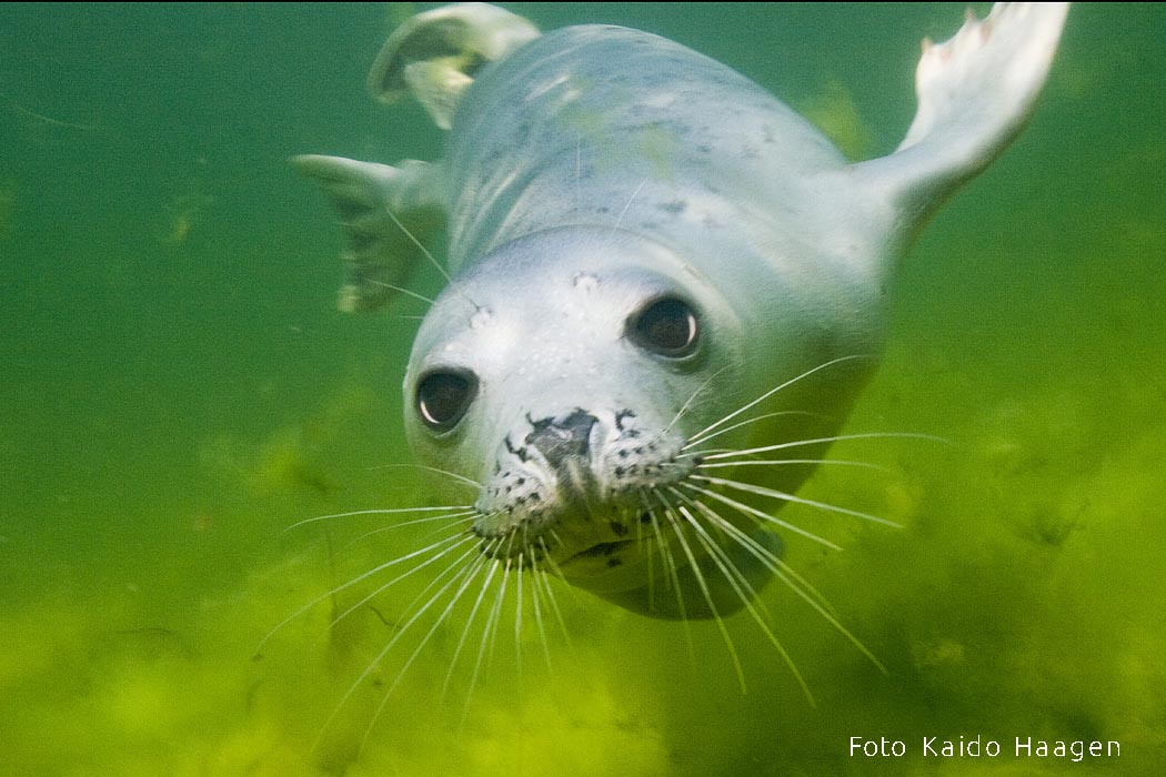 Hallhüljes Kaido Haagen