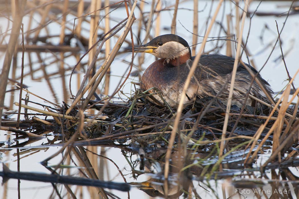 Hallpõsk-pütt Arne Ader