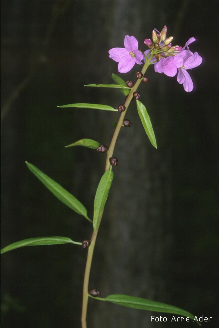 Hammasjuur Arne Ader