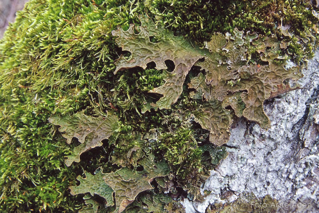 Harilik kopsusamblik Arne Ader