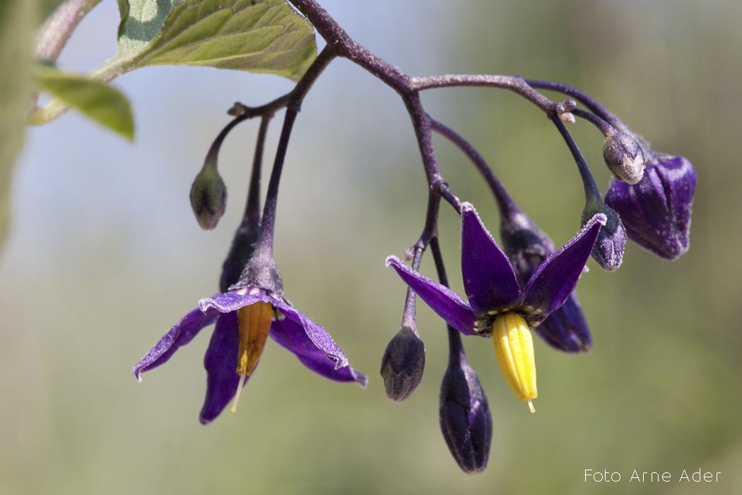 Harilik maavits Arne Ader